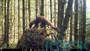 New study to boost elusive pine martens in England’s biggest forest