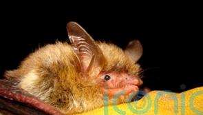 Endangered species status proposed for fungus-ravaged bat in US