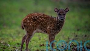 Highly endangered species of deer born at Chester Zoo