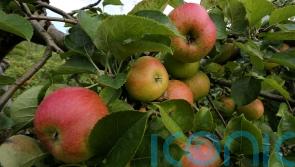 Modern apples bigger and less acidic than their wild ancestors – study