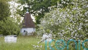 ‘More than 80% of traditional orchards lost’ in England and Wales since 1900