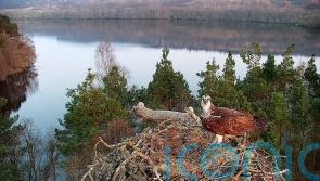 Osprey pair reunite as female returns to nest for third season