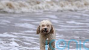 Behaviour like tail-chasing ‘more common in dogs with first-time owners’