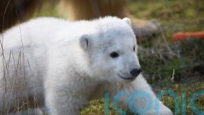 Meet Brodie: Name of polar bear cub born at Highlands wildlife park is revealed