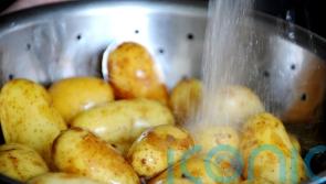 Scottish seed potato exports to Russia halted
