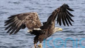 Sea eagle tourism generates economic benefit for Scottish island, study shows