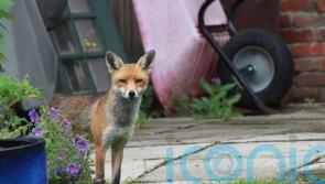 Why foxes, wasps, fungi and flies can all be good for the garden