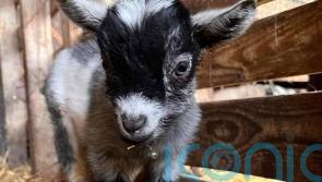 Care home worker brings animal magic to her workplace to mark start of spring by inviting a herd of Pygmy goats to visit elderly residents