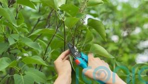 The shrubs you should NOT prune in early spring