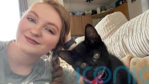 Firefighters rescue curious kitten trapped in wall after six hours in new home