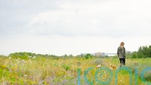 Application to build theme park on designated wildlife site withdrawn – for now
