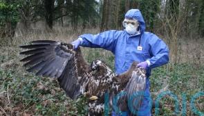 Police to take no further action over ‘inconclusive’ death of white-tailed eagle