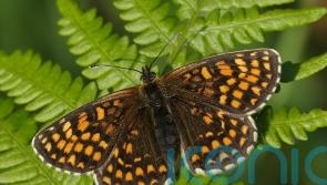 Butterflies have poor year in 2021 – but some threatened species fare better