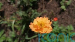 First spring flower count at RHS Bridgewater finds 100 different plants in bloom