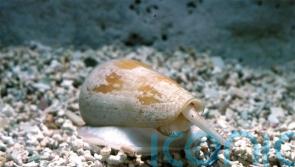 Venom from sea snails could hold key to future painkillers