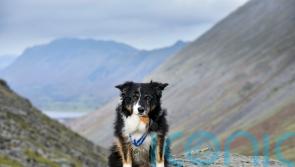 Mountain Rescue dog honoured for 11 years of service