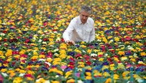 Tesco pledges to remove all peat from bedding plants by 2023