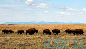 US approves bison grazing on Montana prairie amid criticism