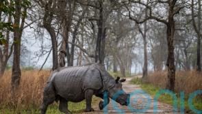Anti-poaching efforts help boost rare rhino numbers in India