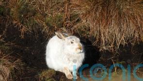 Low numbers of mountain hares in England’s only population, study finds