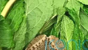 Frog makes 6,000-mile trip from Africa in bag of mint