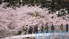 Japan celebrates cherry blossoms season without Covid-19 restrictions