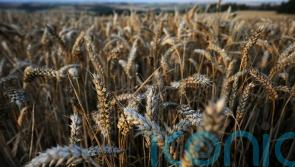 Farmers in Carlow urged to grow more crops in response to Ukraine war