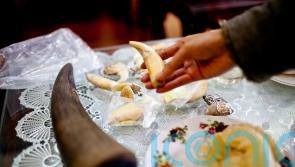 Online wildlife trade on the rise in Myanmar, WWF report says
