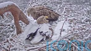 Camera hidden in stick gives ‘phenomenal’ live view of nesting sea eagles