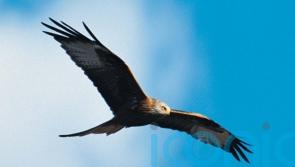 Wildlife crime in Scotland on the rise, latest figures show