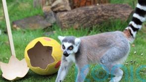 Lemurs on Easter egg hunt tuck into sweetcorn and peas