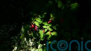 Shade-loving plants: 5 ways to bring dark corners to life in your garden