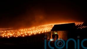 Late frost ices over French vineyards and threatens fruit crops