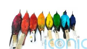 Study finally proves birds are more colourful near the Equator