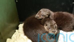 Public invited to help name orphaned otters in search of new home