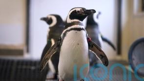 Zoos hiding birds as avian flu spreads in North America
