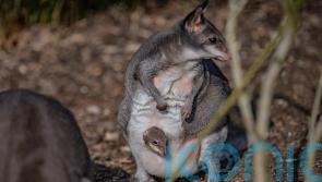 Zookeepers share ‘magical moment’ rare baby kangaroo emerges from mother’s pouch