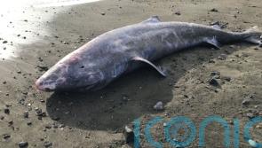 Post mortem of ‘extraordinary’ Greenland shark reveals it had meningitis