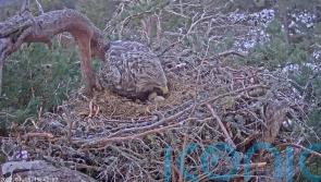 UK first as hidden camera captures wild white-tailed eagle egg hatching