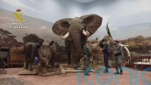 Police probe collection of stuffed wild animals including endangered species