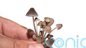 Magic mushroom compound ‘opens up depressed people’s brains’, study suggests