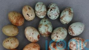 Scientists crack egg forging evolutionary puzzle