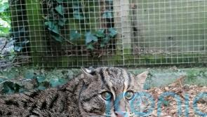 Zoo welcomes rare male fishing cat with hope there could be future kittens