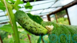 How to stop pests ruining your greenhouse plants