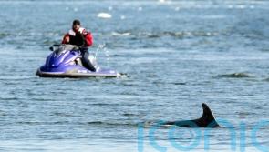 Whales and dolphins face rising risk of disturbance around UK coasts – charity