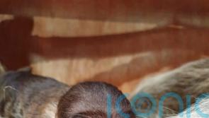 Baby sloth takes keepers by surprise at zoo