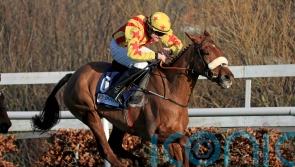 Royal Kahala on the sidelines after Cheltenham injury
