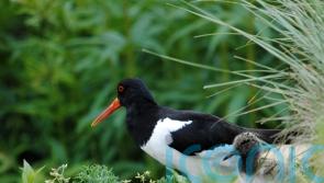 Keep dogs on short leads to protect ground-nesting birds – Wildlife Trusts