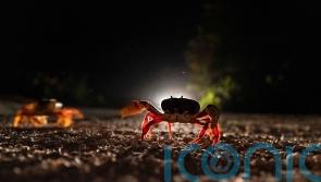 Cuban crabs embark on perilous migration to Bay of Pigs
