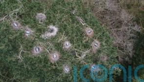 Drone gives bird’s eye view of heronry and reveals more nests than expected